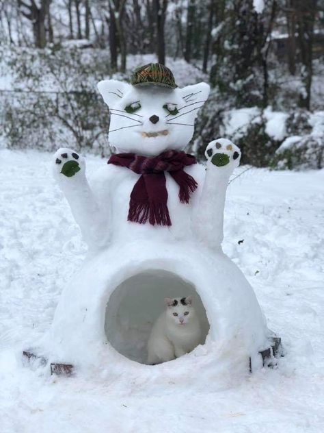 Snow Sculptures, Snow Fun, Cat Boarding, Winter Fun, Cat Care, Cats Meow, Pics Art, Funny Animal Pictures, Beautiful Cats