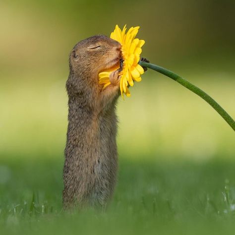 Regnul Animal, Squirrel Pictures, Smelling Flowers, Squirrel Funny, Curious Creatures, Cute Squirrel, Cute Animal Pictures, Animals Of The World, The Animals