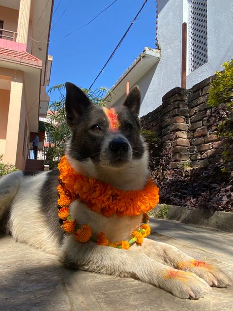 Kukur tihar celebration in Nepal #nepal #kukurtihar #nepalifestivals #nepali #tihar Nepali Aesthetic, Nepal Aesthetic, Nepali Culture, Nepal People, Nepal Culture, Culture Day, Best Friend Photography, Mountain Life, Travel Checklist