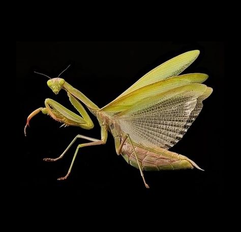 Praying Mantis Wings, Mantis Aesthetic, Prey Mantis, Bug Taxidermy, Bird People, Let There Be Light, Cool Bugs, Bug Art, Praying Mantis