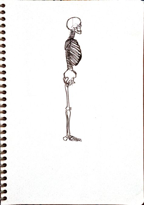 side view of the human skeleton Skeleton Side View, Side Skeleton, The Human Skeleton, Human Skeleton, Side View, Skeleton, Siding, Human, Drawings