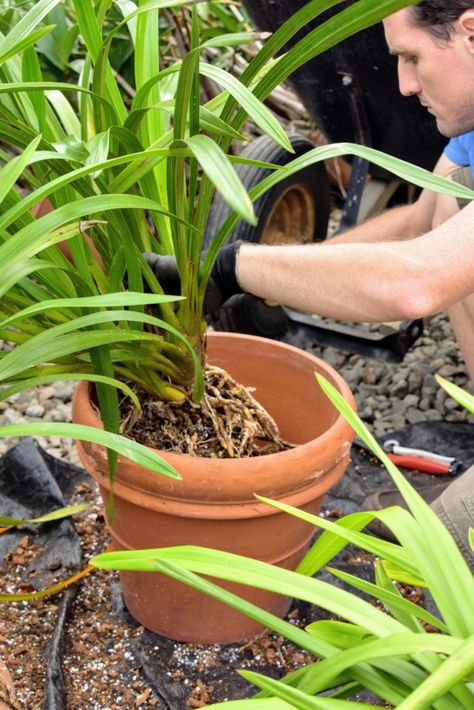 Repotting My Cymbidium Orchids - The Martha Stewart Blog Cymbidium Orchids Care, Orchid Soil, Orchid Potting Mix, Repotting Orchids, Orchid Plant Care, Orchid House, Growing Orchids, Orchids Garden, Orchid Pot