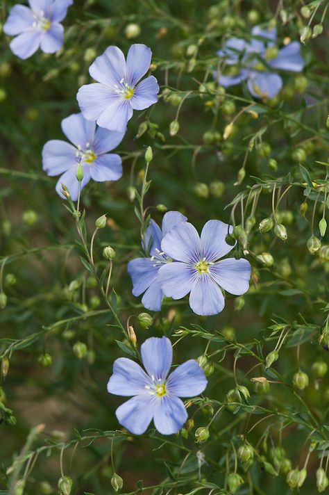 Linum Flower, Blue Wild Flowers, Blue Flax Flowers, Linum Grandiflorum, Light Blue Delphinium, Linum Usitatissimum, Blue Flowers Garden, Blue Wild Flowers Aesthetic, Flower Bed Designs