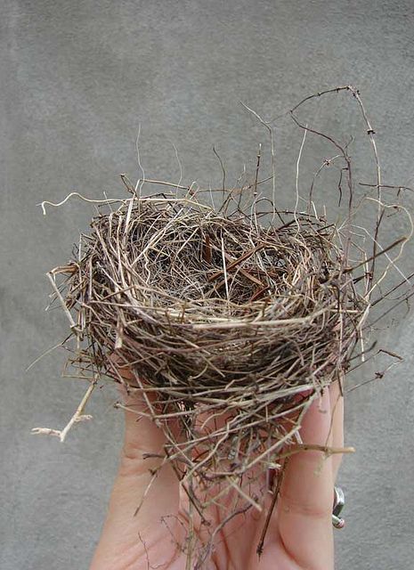 Bird Nest Painting, Nest Art, Bird Nests, Bird Identification, Art And Nature, Spring Fun, Bird Crafts, Sparrows, Bird Cages