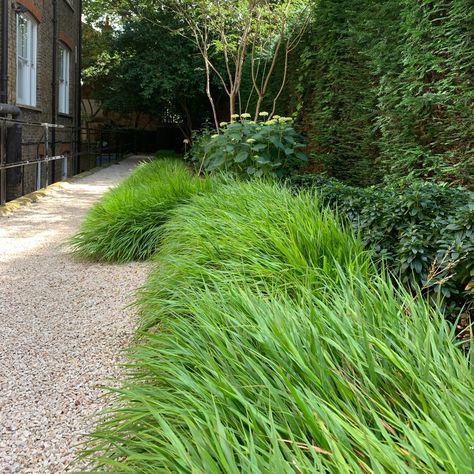 The beautiful Hakonechloa macra - a firm favourite of ours to add multi-season texture. Elegant and eye-catching, when planted en-masse these grasses from a beautiful emerald green carpet lending a 'Japanese' air to the planting style. They are also at home with a bit of shade so make a great choice for urban gardens and shadier pathways. #Hakonechloamacra #Hakonechloa #ornamentalgrasses #texturalplants #mounding #shadetolerant #gardendesign #multiseason #autumnshades #plantlove Hakenochloa Macra, Hakonechloa Macra, Honeysuckle Plant, Small Courtyard Gardens, Back Garden Design, Patio Garden Design, Garden Design Plans, Garden Maintenance, Front Yard Landscaping Design