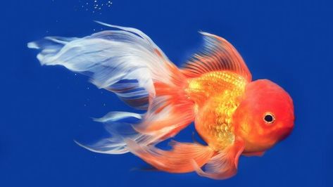 You searched for Pick fish - Page 3 of 18 - Fishkeeping World Goldfish Colors, Betta Tattoo, Lionhead Goldfish, Goldfish Breeding, Common Goldfish, Black Goldfish, Goldfish Types, Oranda Goldfish, Fantail Goldfish