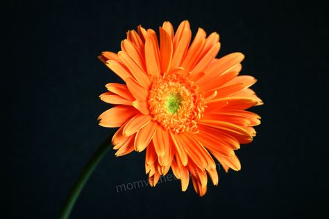 Gerber daisy Gerbera Daisy Tattoo, Orange Gerbera, Gerber Daisy, Daisy Tattoo, Gerbera Daisies, Gerber Daisies, Gerbera Daisy, Facebook Covers, Gorgeous Gardens