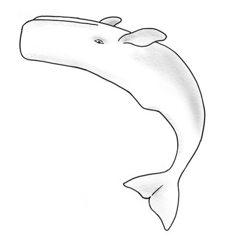 upside down simple sperm whale tattoo in black and white with shading Sperm Whale Drawing, Sperm Whale Tattoo, Whale Outline, Biology Drawing, Sea Sunrise, Whale Drawing, Whale Tattoo, Whale Tattoos, Tattoo Time