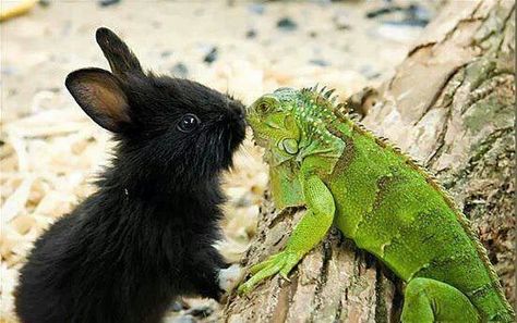 Bunny and iguana friends <3 Somebunny Loves You, Green Iguana, Unlikely Friends, Animals Friendship, We Are The World, Reptiles And Amphibians, Weird Animals, Cute Funny Animals, Animals Friends