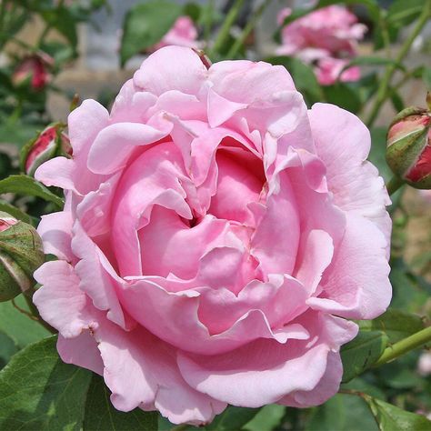 Happy Memorial Day! The rose Memorial Day is a lovely orchid pink hybrid tea rose with enormous old-fashioned full 5-6" flowers (petals… Pink Fragrance, Hybrid Tea Rose, Flower Perfume, Heirloom Roses, Clean Green, Types Of Roses, Flowers Petals, Rose Fragrance, David Austin Roses