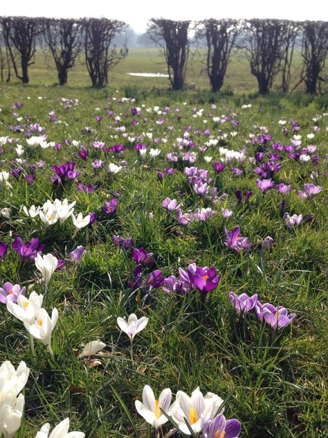 Crocus, Memorial Park, Coventry Bulb Lawn, Memorial Park, Coventry, Color Inspiration, Front Yard, Lawn, Yard, Plants