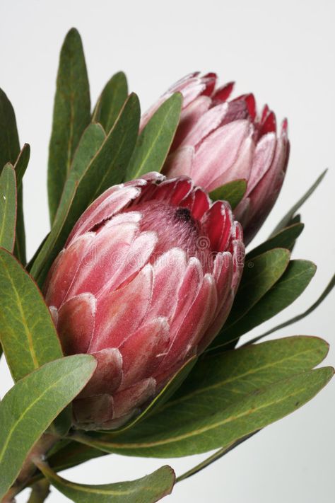 Protea. Also known as bearded sugarbushes. The flower is surrounded by colourful , #AD, #flower, #surrounded, #sugarbushes, #Protea, #bearded #ad Protea Art, Australian Flowers, Protea Flower, Flower Guide, Australian Flora, Free Art Prints, Soft Autumn, Tropical Flowers, Tropical Plants