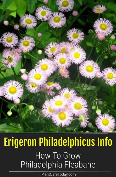 Erigeron Philadelphicus (Philadelphia Fleabane Plant) flowering perennial, showy flowers, spectacular spread, showy, spatula-like basal leaves. [DETAILS] Backyard Bed, Transplanting Plants, Taking Care Of Plants, Wild Flower Garden, Hydroponics Gardening, Flower Garden Ideas, Garden Container, Forest Witch, Wildflower Garden