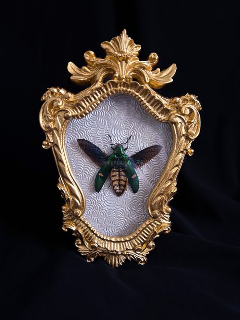 Beautiful 4x6 scallop frame shadowbox containing real preserved green jewel beetle #golddecor #goldaesthetic #homedecor #gothstyle #gothhome #handmade #livingroomdecor #roomdecor #coquette #marieantoinette #taxidermy #entomologyart #romancecore #renaissanceaesthetic #renaissance Bug Taxidermy Decor, Taxidermy Aesthetic, Entomology Decor, Taxidermy Bugs Display, Insect Shadow Boxes, Preserved Insect Art, Beetle Taxidermy Art, Entomology Art, Mirror Gallery