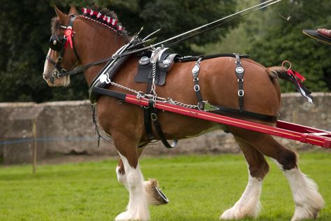 Clydesdale Horses: History, Traits, and Budweiser's Famous Steeds Bay Clydesdale, Budweiser Commercial, Belgian Draft Horse, Dutch Warmblood, Budweiser Clydesdales, Warmblood Horses, Shire Horse, Clydesdale Horses, Walking Horse