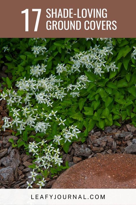 Discover the allure of -17 captivating shade-loving ground covers! Transform your shady spaces with these enchanting plants that bring both beauty and depth to your garden. From lush foliage to delicate blooms, find the perfect ground cover to elevate your landscape. Shade Loving Ground Cover, Ground Covers, Ground Cover Plants, Perennial Garden, Ground Cover, Outdoor Plants, Plant Care, Perennials, Lush