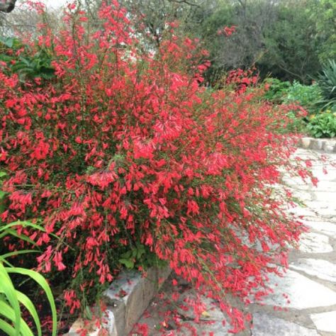 Firecracker Plant Landscaping, Small Garden Bed Ideas, Geodesic House, Firecracker Plant, Plant Palette, Arizona Decor, Florida Landscaping, Bush Plant, Succulent Garden Design