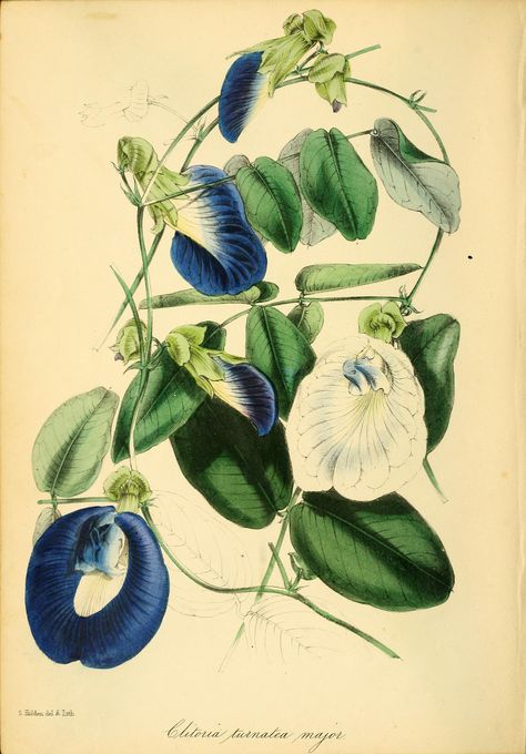 Clitoria ternatea - Butterfly Pea - circa 1846 Bunga Telang, Pencil Drawings Of Flowers, Draw Flowers, Butterfly Pea Flower, Flower Illustrations, Blue Tea, Butterfly Pea, Pea Flower, Plant Painting