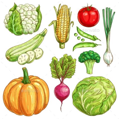 Vegetables sketch icons set of farmer market veggies. Vector isolated cauliflower and corn, zucchini squash and green pea, tomato Veg Illustration, Vegetables Sketch, Farm Vegetables, Isolated Icons, Corn Zucchini, Vegetable Drawing, Farmer Market, Sketch Icon, Vegetable Illustration