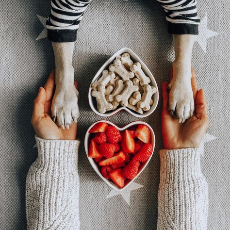 Dog Treats Photoshoot, Dog Treat Photography, Dogs Photoshoot, Pet Advertising, Dog Marketing, Food Art Photography, Dog Photoshoot, Dog Bakery, Dog Food Brands