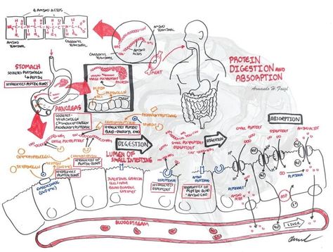 Protein Digestion and Absorption Diagram | Quizlet Human Anatomy Model, Digestion And Absorption, Science Diagrams, Start Studying, Learn Vocabulary, Anatomy Models, Medical School Inspiration, Medical School Studying, Study Tools