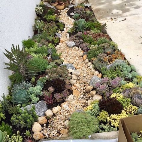 Succulent Backyard Ideas, Succulent Garden Diy Outdoor Backyards, Succulent Landscape Design Backyards, Succulent Garden Outdoor, Xeriscape Front Yard, Succulent Rock Garden, Gemüseanbau In Kübeln, Cactus Gardens, Succulent Garden Landscape