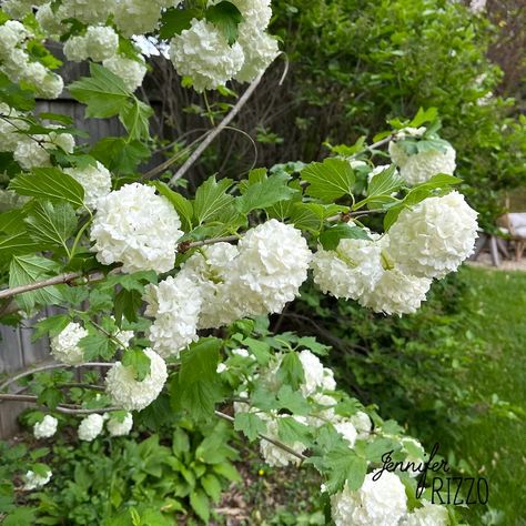 Japanese Snowball Bush, Snowball Bush Where To Plant, White Snowball Hydrangea, Snowball Viburnum Hedge, Chinese Snowball Viburnum, Snowball Bush Landscaping, Snowball Viburnum Landscape, Eastern Snowball Viburnum, Japanese Snowball Viburnum