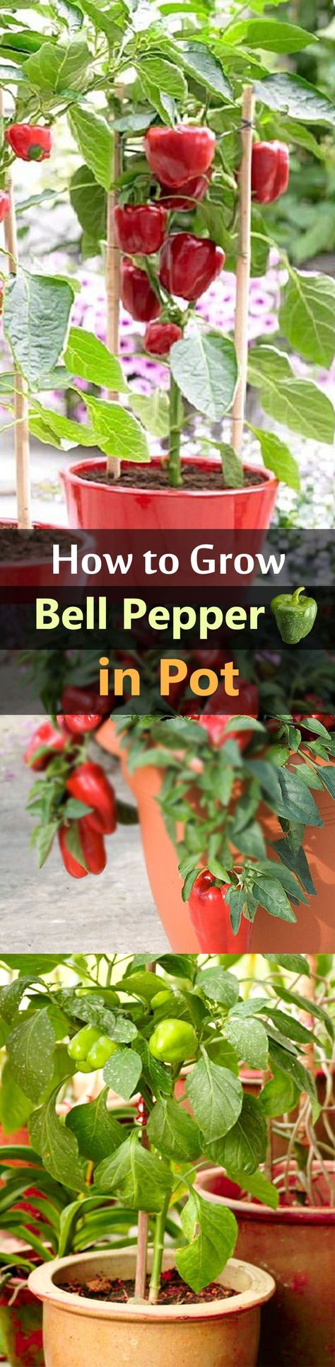 Growing bell peppers in pots is a great idea if you're short of space or live in a cold temperate climate as it requires warm soil to thrive. Peppers In Pots, Grow Bell Peppers, Vegetables In Containers, Grow Peppers, How To Grow Vegetables, Gemüseanbau In Kübeln, Growing Bell Peppers, Growing Vegetables In Pots, Indoor Vegetables