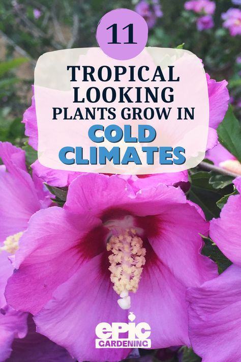 Close up of a bright pink tropical flower Cold Hardy Tropical Plants, Cold Weather Plants, Best Perennials For Shade, Cold Climate Gardening, Spring Blooming Flowers, Winter Gardening, Fall Garden Vegetables, Greenhouse Plans, Easy Landscaping