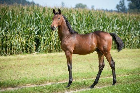 Warmblood Foal, Horse Reference, Horse Sketch, Custom Horse, Horse Rider, Cuteness Overload, Ponies, Pose Reference, Kentucky