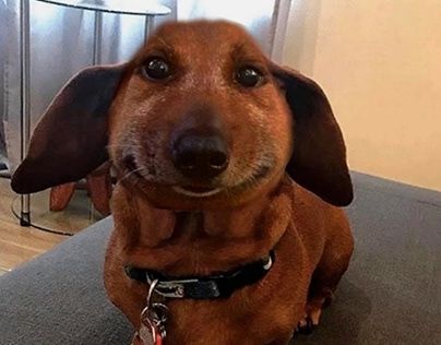 Weiner Dog Funny, Funny Weiner Dogs, Weiner Dog Humor, Goofy Animals, Family Guy Funny Moments, Goofy Dog, Weiners, Animal Icon, Funny Animal Photos