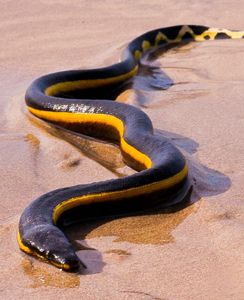 Yellow Bellied Sea Snake, Sea Snakes, Poisonous Snakes, Sea Snake, Cobra Snake, Snake Venom, Cute Snake, Reptile Snakes, Beautiful Snakes