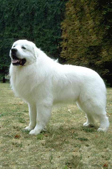 Pyrenees Puppies, Great Pyrenees Puppy, Pyrenean Mountain Dog, Pyrenees Dog, Akc Breeds, Livestock Guardian Dog, Big Dog Breeds, Great Pyrenees Dog, Great Pyrenees