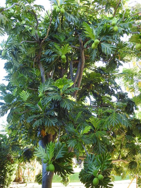 Breadfruit tree with fruit Garden For Bees, Breadfruit Tree, Canopy Trees, Australian Homestead, Staff Quarters, Orchard Tree, Plant Palette, Flamingo Garden, Local Fruit