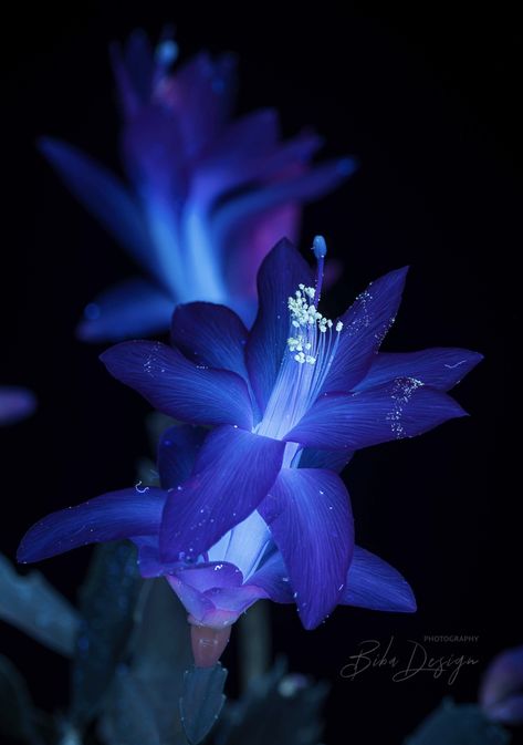 Nightshade Flower, Pretty Flowers Pictures, Glowing Flowers, Blue Aesthetic Dark, Dark Blue Flowers, Night Flowers, Nothing But Flowers, Moon Flower, Pretty Plants