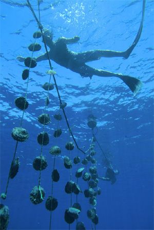 pearl farm in tahiti Pearl Underwater, Pearl Farming, Tahiti Island, Bora Bora Pearl Beach Resort, Turtle Island Fiji, Tahiti Pearl, Turtle Island Indigenous, Pearl Farm, Oyster Bay