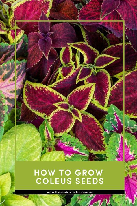 A comprehensive guide on how to grow Coleus Seeds; including soil preparation and position, when and how to sow, and common pests and diseases. Growing Coleus From Seed, Coleus Seeds, Seed Collection, Flower Seeds, How To Grow, To Grow, Soil, Disease, Seeds