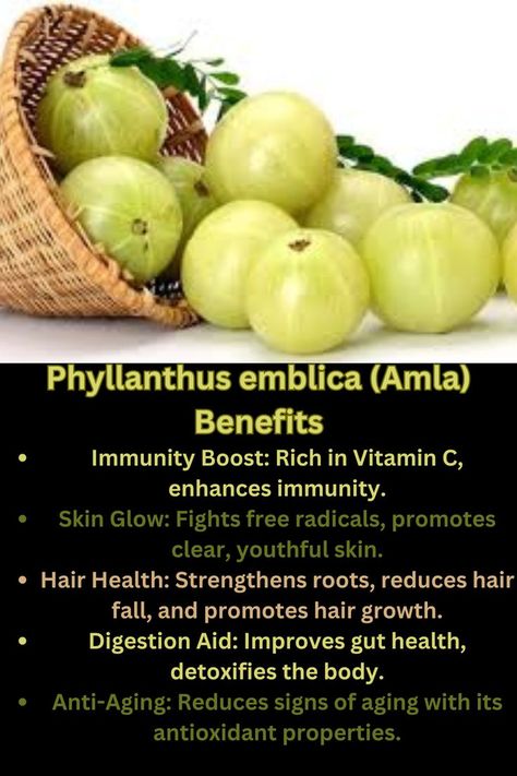 Phyllanthus emblica (Amla) Benefits: Immunity Boost: Rich in Vitamin C, enhances immunity. Skin Glow: Fights free radicals, promotes clear, youthful skin. Hair Health: Strengthens roots, reduces hair fall, and promotes hair growth. Digestion Aid: Improves gut health, detoxifies the body. Anti-Aging: Reduces signs of aging with its antioxidant properties.Heart Health: Lowers cholesterol, supports cardiovascular wellness. Blood Sugar Control: Helps regulate blood sugar levels naturally. Amla Benefits, Immunity Boost, Reduce Hair Fall, Improve Gut Health, Blood Sugar Control, Regulate Blood Sugar, Hormone Health, Skin Glow, Skin Hair