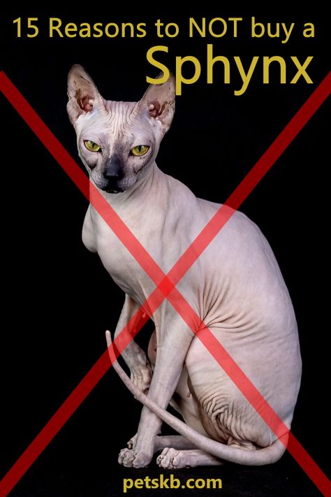 Sphynx Cat Tattoo, Names Cat, Cat Crying, Cute Cat Memes, Cat Attack, Food Cat, Sphinx Cat, Lady Cat, Tree Cat