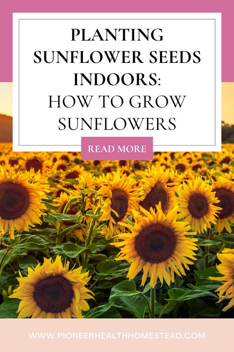 Welcome to the comprehensive guide on planting sunflower seeds indoors. In this detailed guide, we’ll explore the intricacies of growing sunflower seeds indoors, covering everything from choosing the right varieties to protecting your plants from frost. These flowers can brighten up any space, feed the birds, and make snacks for you with their seeds. Growing Sunflowers From Seed, When To Plant Sunflowers, Planting Sunflower Seeds, How To Grow Sunflowers, Sunflower Seedlings, Grow Sunflowers, Mammoth Sunflower, Feed The Birds, Growing Sunflowers