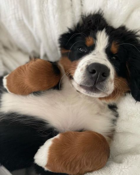 Rory - Bernese Mountain Dog Puppy on Instagram: "Still the cuddliest ❤️❤️ #bernesemountaindog #bernesedaily #gooddog #puppy" Bernese Dog, Bernese Mountain Dog Puppy, Morning Cuddles, Very Cute Dogs, Pretty Dogs, Pretty Animals, Mountain Dog, Bernese Mountain, Bernese Mountain Dog