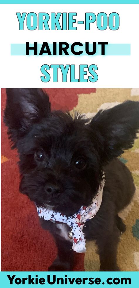 If you have a Yorkiepoo, check out these haircuts for your fur baby. Make Yorkie Haircuts, Yorkie Poo Haircut Styles, Yorkiepoo Haircut Styles, Yorker Poo Haircut, Yorkipoo Haircut Styles, Yorkipoo Haircut, Short Yorkie Haircut Summer, Yorkiepoo Haircuts, Yorkie Girl Haircut