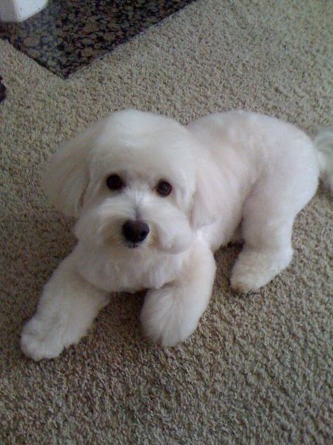 Westie Haircut, Cotton De Tulear, Dog Hairstyles, Maltipoo Haircuts, Coton De Tulear Puppy, Coton De Tulear Dogs, Bichon Dog, Puppy Cut, Dog Haircuts