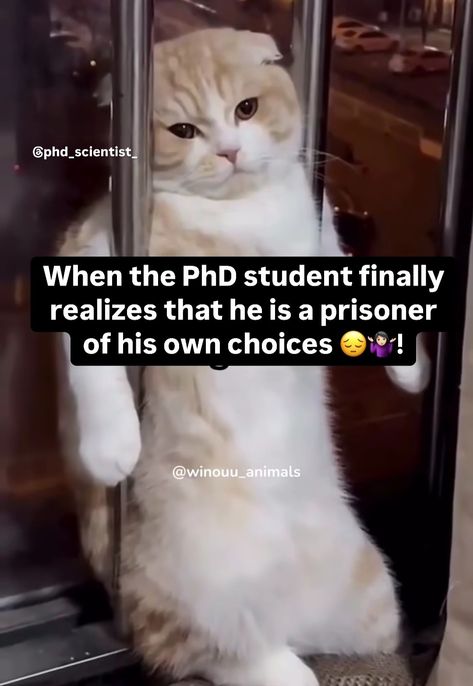 PhD memes Phd Student Humor, Graduate School Memes Funny, Doctoral Degree Aesthetic, Phd Funny Quotes, Phd Memes Funny, Phd Meme, Phd Memes, Phd Quote, African Jokes