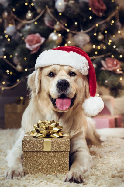 Christmas Dog Photography, Christmas Pet Photos, Dog Christmas Photos, Dog Christmas Pictures, Animal Photoshoot, Dog Xmas, Dog Photoshoot, Image Film, Christmas Puppy