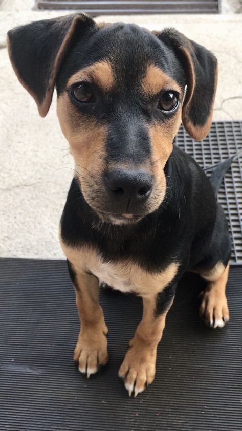 Jack Russell Black And Tan, Jack Russel, Jack Russell, Black And Tan, Veil, Cute Animals, Pet, Collage, Van