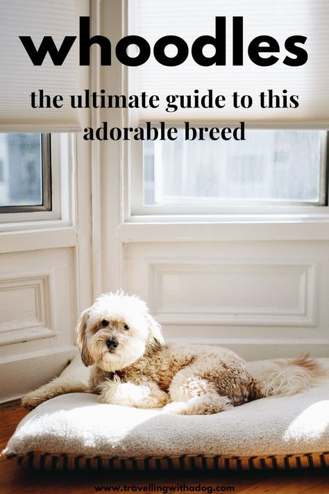 Get to know the Whoodle dog breed, including why you might not want to get one... Whoodle Dog, Terrier Poodle Mix, Great Dog Names, Terrier Poodle, Poodle Mix Breeds, Poodle Mix Puppies, Grooming Hacks, Hypoallergenic Dogs, Dog Information