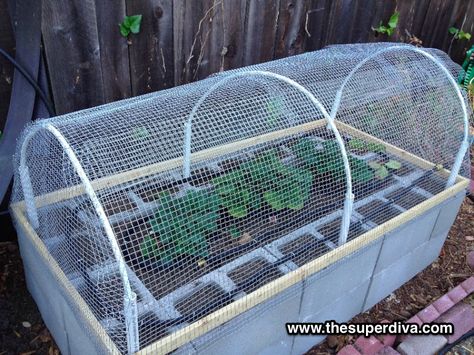 How to Build A Raised Bed Garden Out Of Cinder Blocks Cinderblock Planter, Cinder Block Ideas, Raised Bed Garden Design, Cinder Block Garden, Vegetable Beds Raised, Beds Diy, Vegetable Garden Raised Beds, Raised Bed Garden, Cinder Blocks