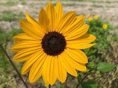 Sunflowers Growing, Beach Sunflower, Plants That Attract Butterflies, Delray Beach Florida, Yellow Petals, Planting Sunflowers, Lawn Fertilizer, Beach Flowers, Garden Solutions