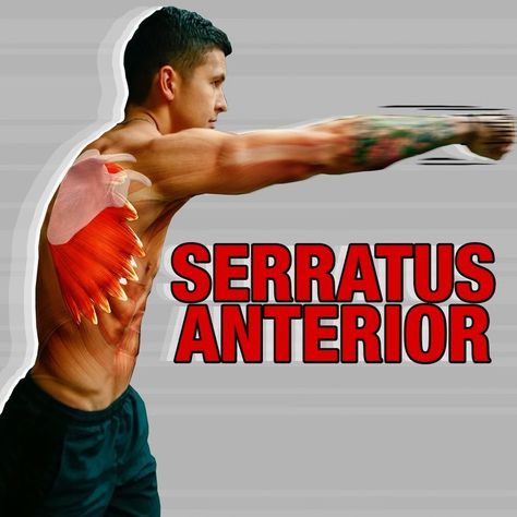 Built With Science ™ on Instagram: “SERRATUS ANTERIOR STRENGTHENING: The serratus anterior is one of the most overlooked muscles of the body. In fact, despite its importance,…” Serratus Anterior Workout, Serratus Anterior Exercises, Serratus Anterior Muscle, Muscles Of The Body, Serratus Anterior, Mens Fitness Motivation, Pectoral Muscles, Efficient Workout, Gym Workouts For Men